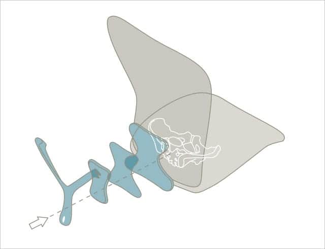 アーロンチェアの脊椎サポートイメージ