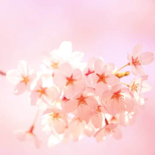 cherry blossom_ipad3 wallpaper