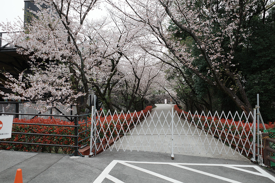 熊本城有料ゾーンの桜並木