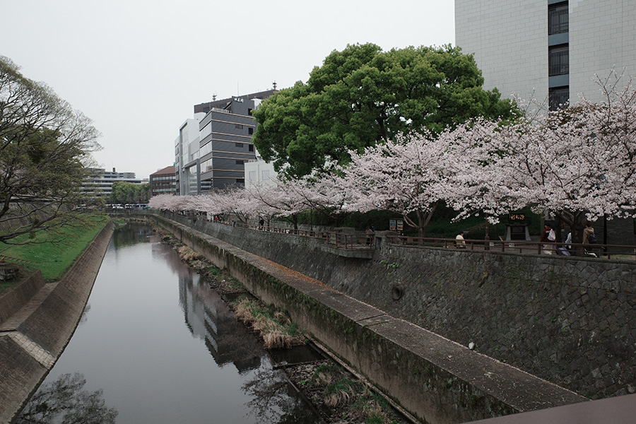 坪井川沿いの桜