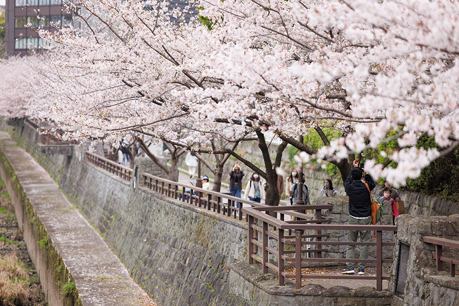熊本城の坪井川沿いで桜を撮影する男性