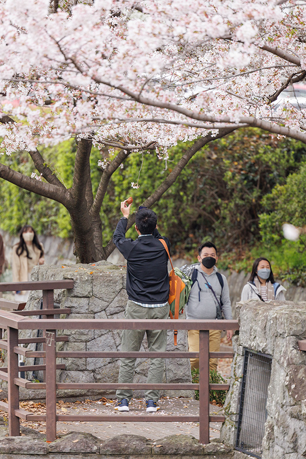 熊本城の坪井川沿いで桜を撮影する男性 拡大