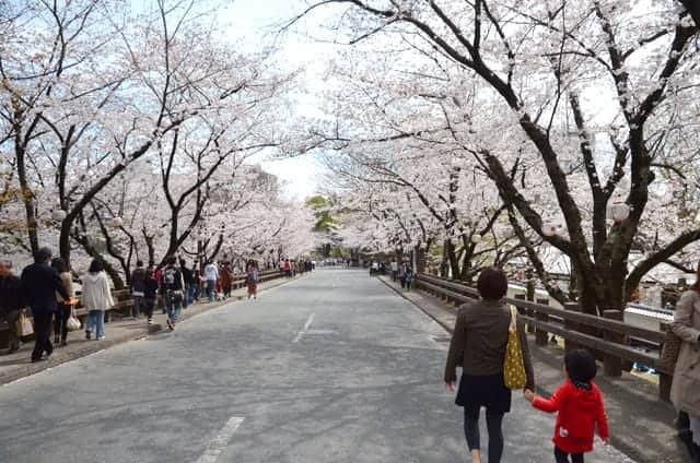熊本城　加藤神社を抜けた坂の桜並木