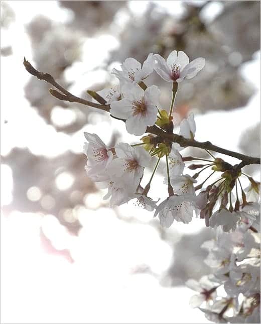 桜満開2013　桜の写真2