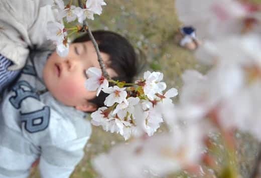 桜満開2013　息子のほっぺも桜色