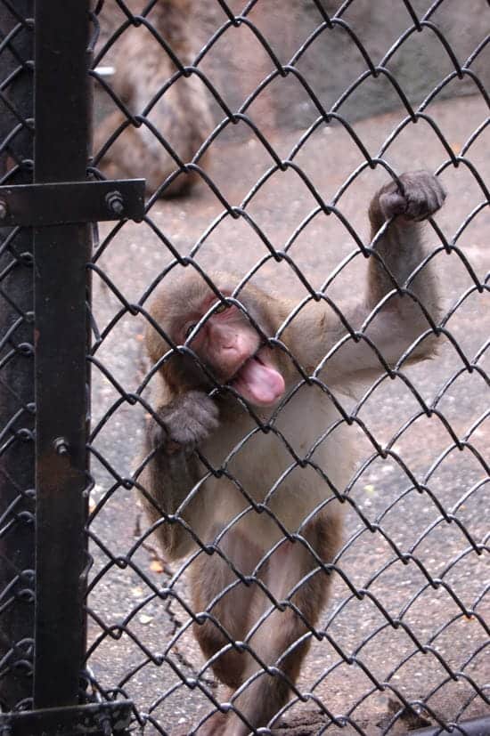 動物園の猿