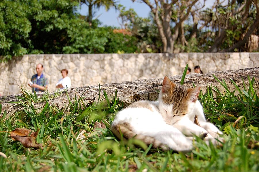 沖縄 首里城の猫1