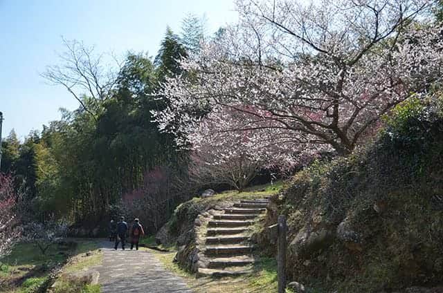 宮本武蔵の座禅石への階段