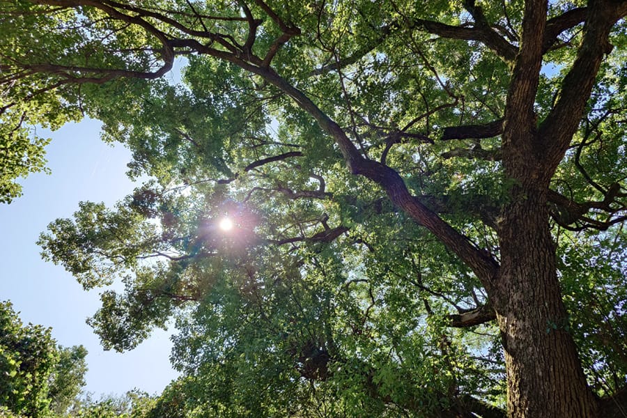 空と木と太陽
