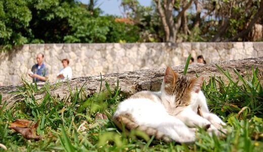 首里城の猫たちは、人に慣れすぎててとても撮影しやすかった