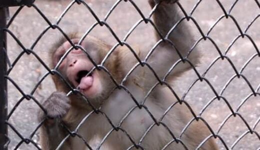 熊本市動植物園のお猿さんがストレスのせいか、狂ってテヘペロ
