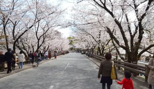 熊本城の桜が満開でした