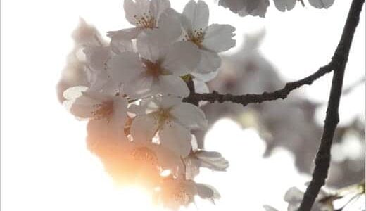 桜満開2013。息子のほっぺも桜色♪