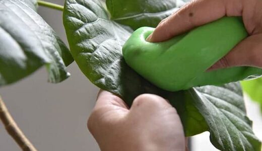 観葉植物やサボテンのホコリを吸着するスライム『サイバークリーン LeafCare』レビュー　害虫防止効果も