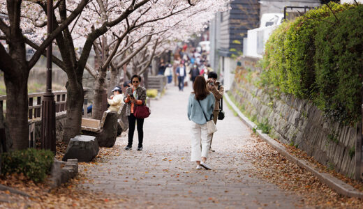 桜満開の熊本城と人々 2023年3月 GR3＆EOS R5＋RF70-200mm F2.8 作例